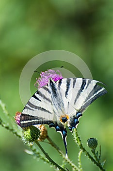 Butterfly sitting on meadow flowers