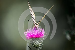 Butterfly sitting on meadow flowers