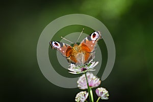Motýľ sediaci na lúčnych kvetoch