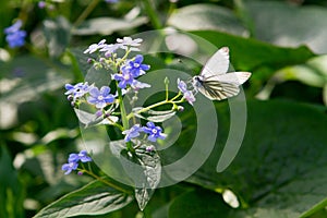 Butterfly sitting on meadow violet flower