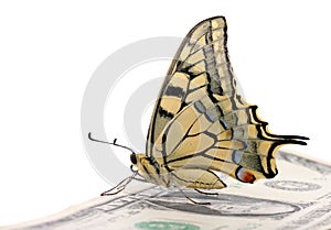 Butterfly sitting on one dollar