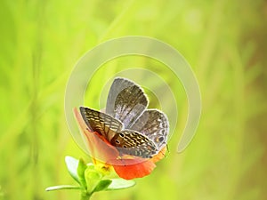 Butterfly sitting on a orange flower hiding behind the petals.