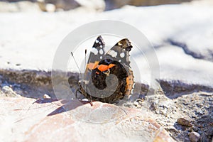 Butterfly sitting on a pavement rock