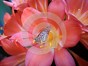 Butterfly sitting on the petal of a pink flower