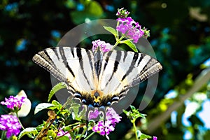 Butterfly sitting on a plant with purple flowers