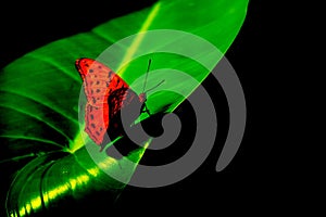 Red and black butterfly on a bright green leaf backdrop