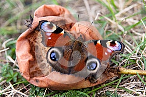 Butterfly sitting on a putrescent pear.