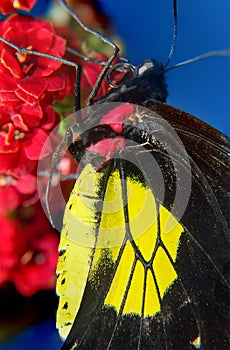 Butterfly sitting on a red flower. Blue background, studio macro photography.