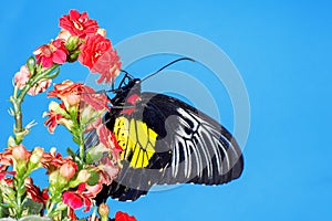 Butterfly sitting on a red flower. Blue background, studio photography.