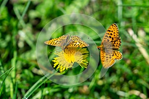 Butterfly sitting on the road, grass, or on flower.