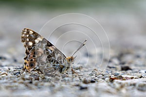 Butterfly sitting on the road, grass, or on flower.