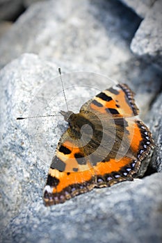 Butterfly sitting on the rock