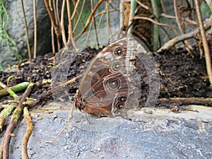 a butterfly is sitting on the rock