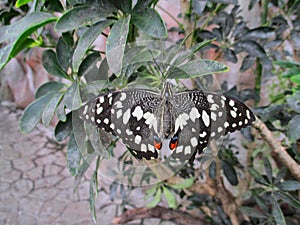 a butterfly is sitting on the rock