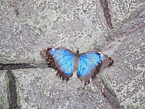a butterfly is sitting on the rock