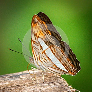 a butterfly sitting on top of a piece of wood with an insect on it