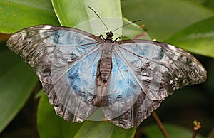 butterfly sitting on the tree