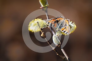 A butterfly sitting on the tree