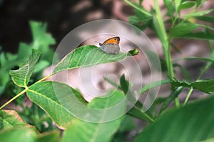 Butterfly sitting on a tree leaf in the garden