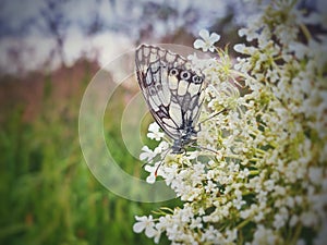 Butterfly  sitting on white flower.