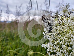 Butterfly  sitting on white flower.