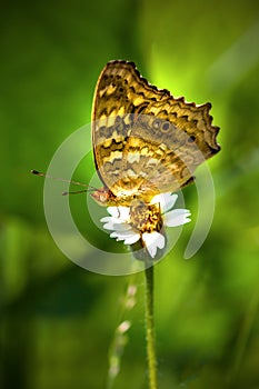 Butterfly sitting on a white grass flower