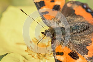 Butterfly sitting on yellow flower