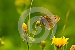 Butterfly sitting on yellow flower