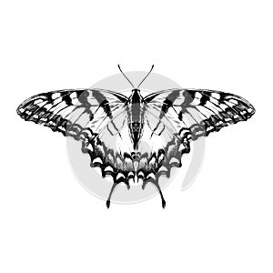 Butterfly sketch vector graphics