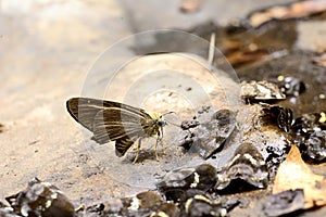 A butterfly Skipper (Hesperiidae)