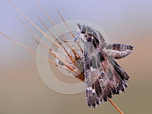 Butterfly Skippers are a family Hesperiidae in the dew