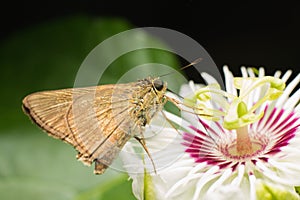 Butterfly Skippers (Hesperiidae)