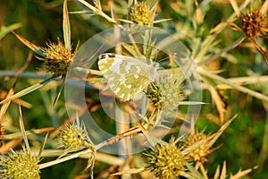 Butterfly sleeping on thistle - closeup photo