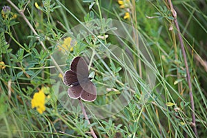 Butterfly, small blue Cupido minimus in a summer meadow. photo