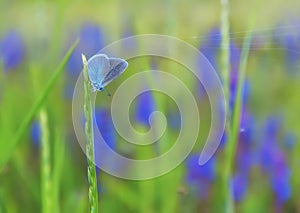 Butterfly small copper-butterfly on the stalk and flower pattern