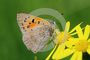 Butterfly - Small Copper (Lycaena phlaeas) on the meadow photo