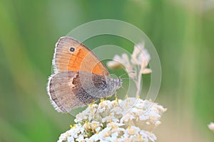 Butterfly Small heath on green background. (Coenonympha pamphilus)