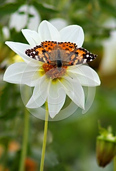 Butterfly small tortoiseshell