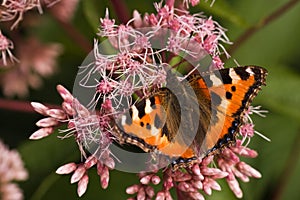 Butterfly Small Tortoiseshell