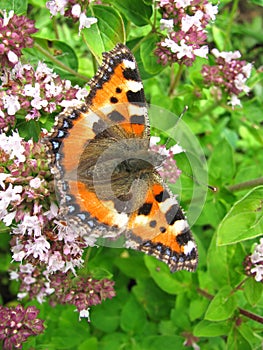 Butterfly Small Tortoiseshell (Aglais urticae) photo