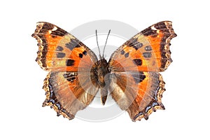 Butterfly - Small Tortoiseshell (Aglais urticae) isolated on white photo