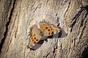 Butterfly - Small Tortoiseshell Aglais urticae on three in nature