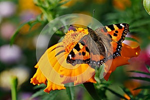 Butterfly small tortoiseshell on a yellow flower with colorful background