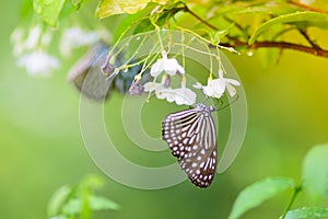 The butterfly smell flowers