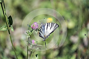 Butterfly with snow-white base colour boldly marked with black tiger-like stripes running from the leading edge of the forewings