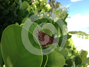 Butterfly in South Beach, Miami.