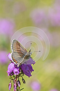 Butterfly on southampton common