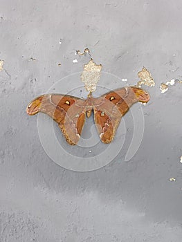 butterfly in southeastern Moluccas