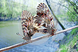 Butterfly Southern Festoon. Zerynthia polyxena. couple, macro