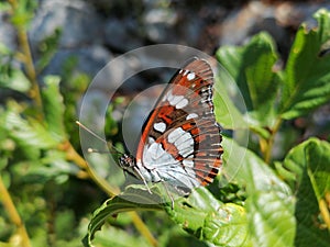 Butterfly Southern White Admiral â€“ Limenitis Reducta on green leaf